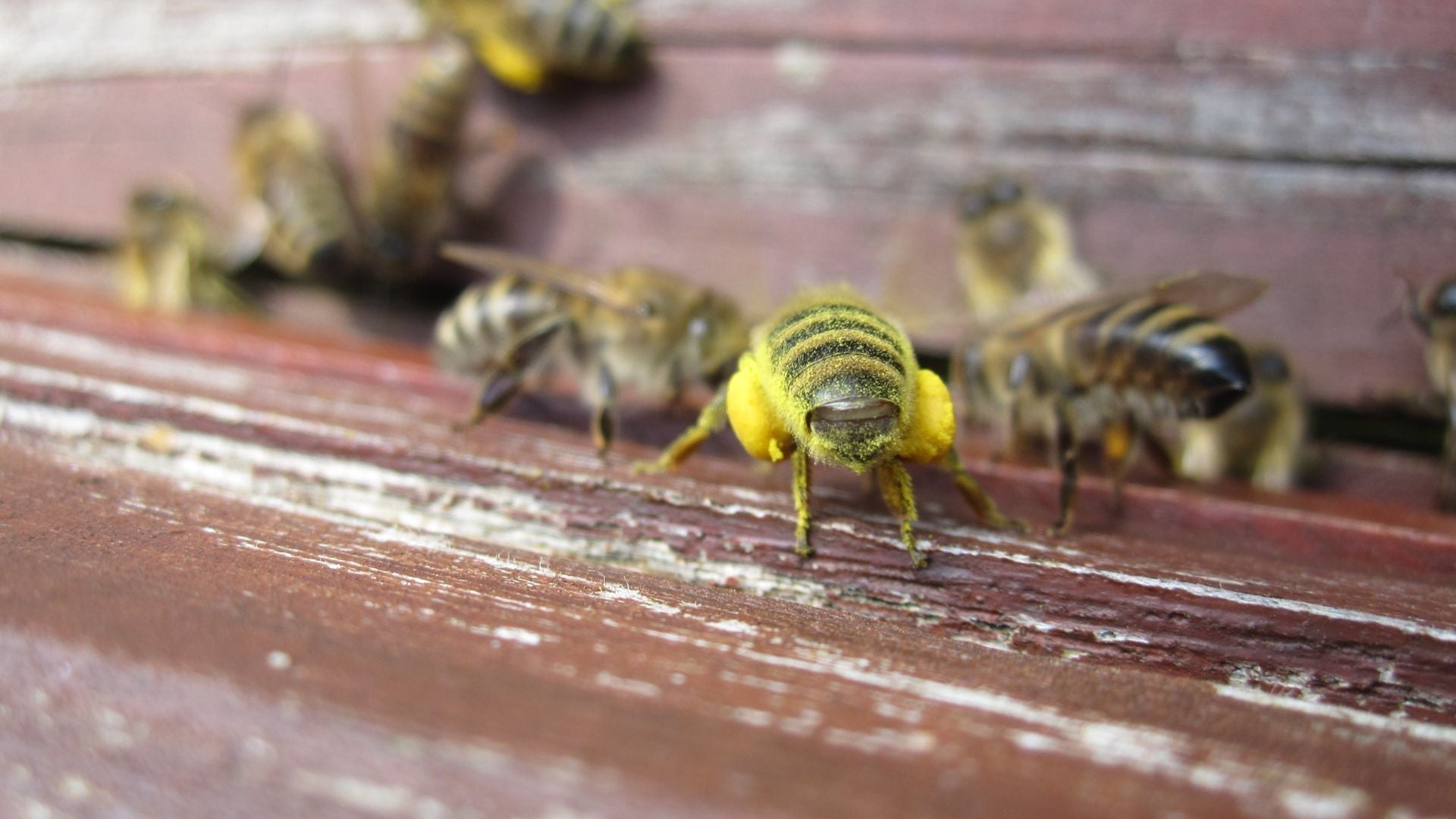Biene mit Pollen am Flugloch