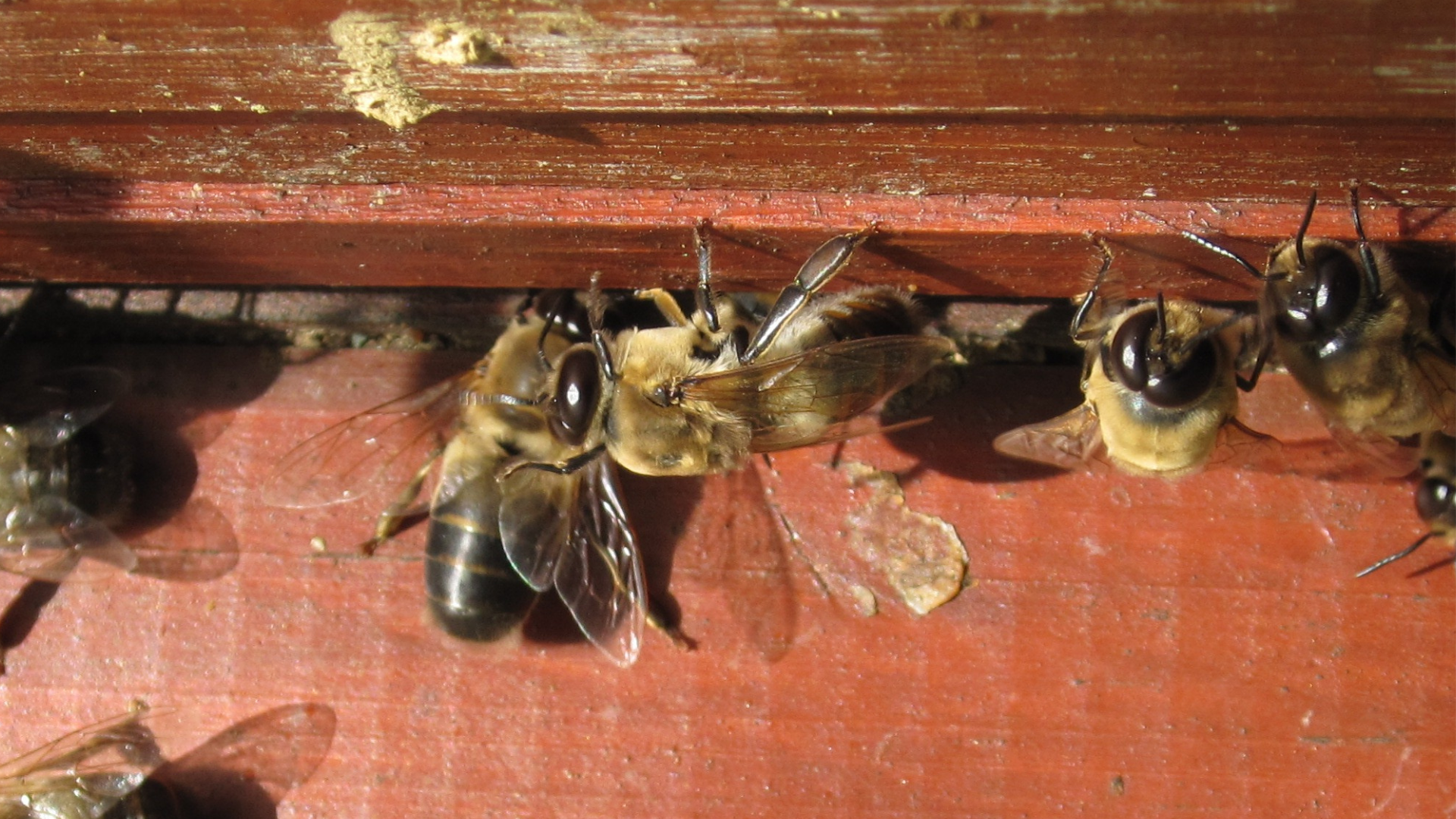 Drohnen sorgen für Harmonie im Bienenvolk