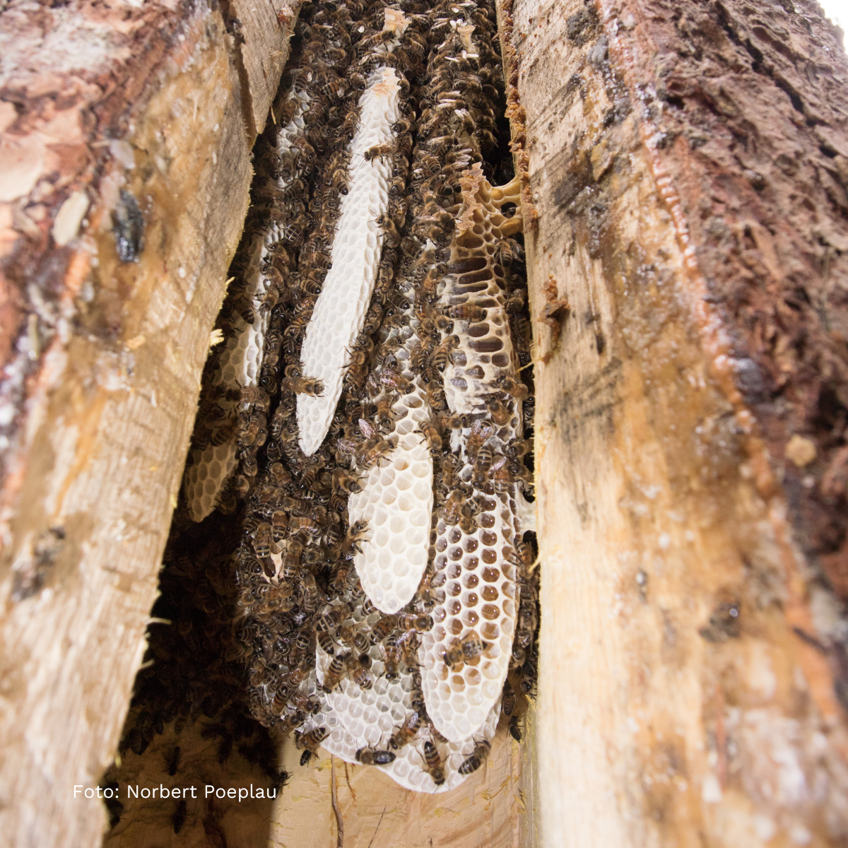 Bienenwaben in der Höhlung eines Baumstammes