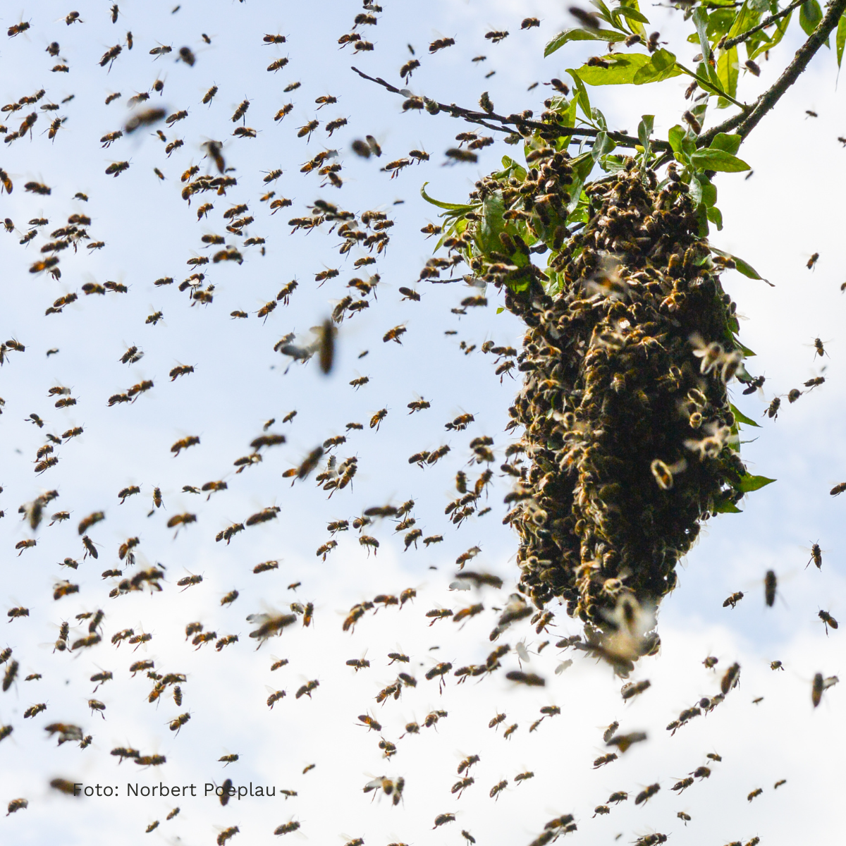 Bienenschwarm in einem Baum