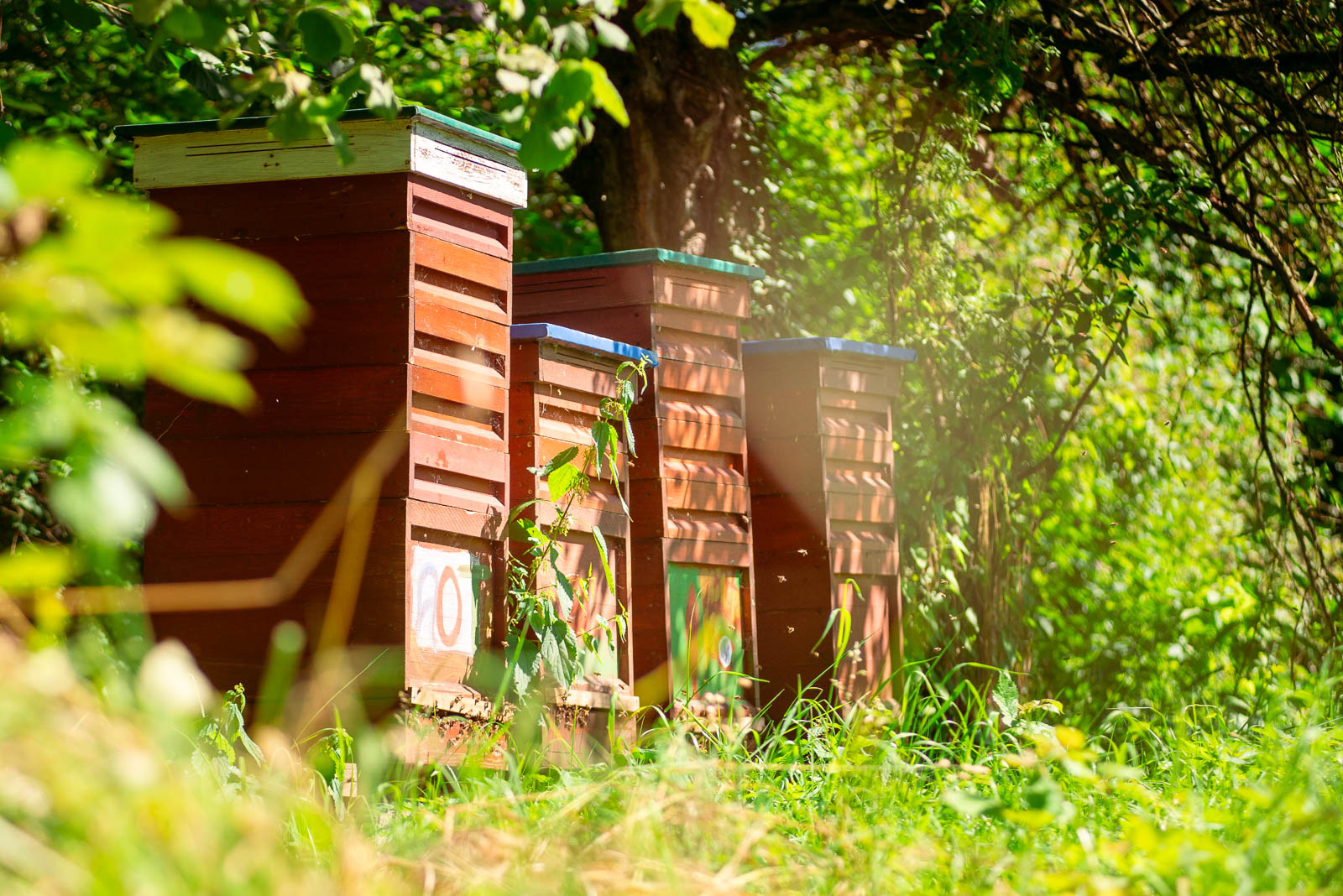 Vier Demeter-Bienenkästen bei Sonnenschein in der Natur stehend. Am Flugloch fliegen Bienen.