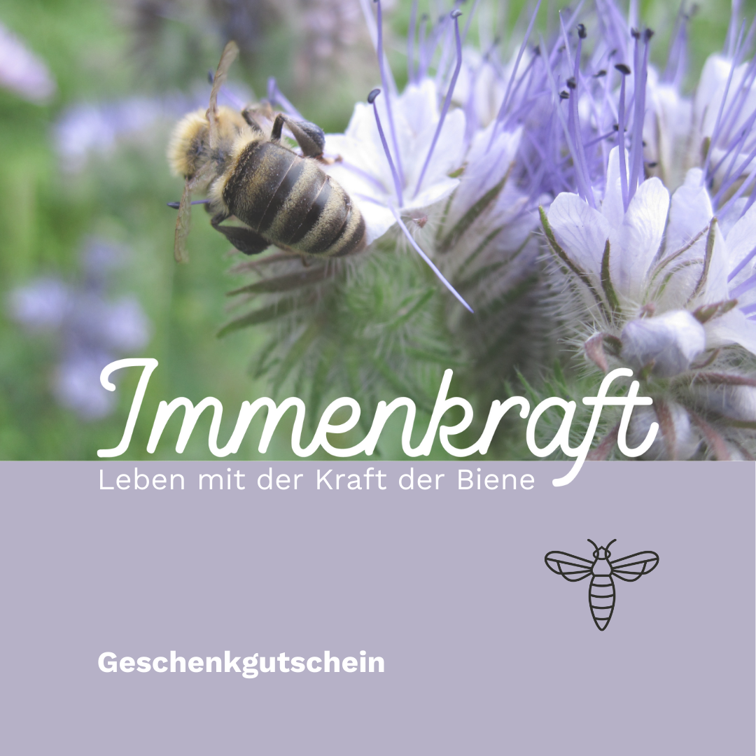 Hübscher Geschenkgutschein, auf der oberen Hälfte ein Foto mit einer lilafarbenen Blüte (Phacelia) auf der eine Biene sitzt mit einem weißen Schriftzug Immenkraft. Auf der unteren Hälfte auf violettem Hintergrund der Claim "Leben mit der Kraft der Biene", dann das Bienen-Logo und das Wort "Geschenkgutschein".