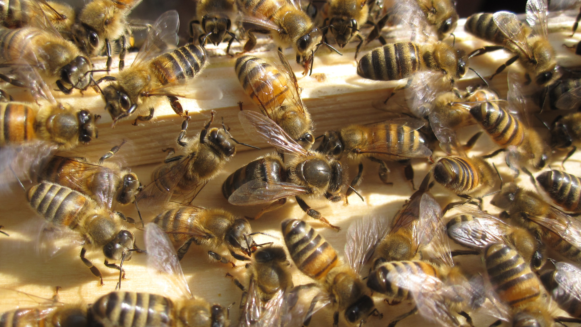 Ein Bienenschwarm ganz nah fotografiert: Man sieht in der Mitte vieler Bienen die junge Bienenkönigin und wie der Schwarm gerade in eine Kiste einläuft.