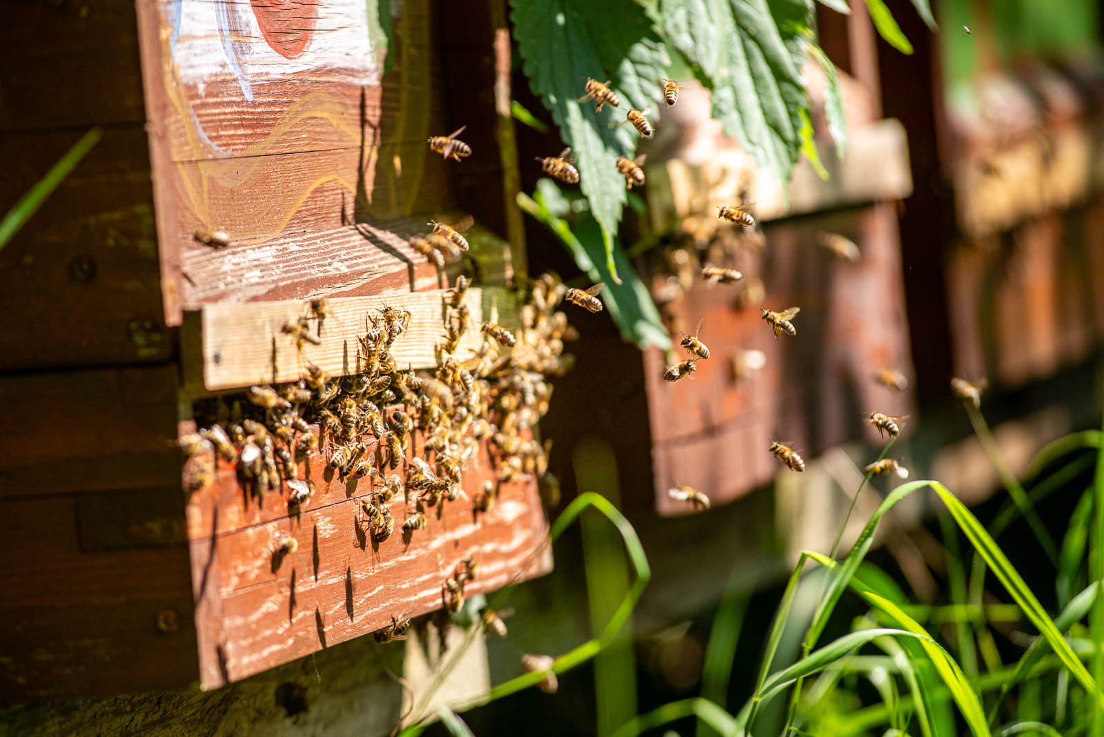 In der Sonne ein Demeter-Bienenvolk ganz nah am Flugloch mit sehr vielen ein- und ausfliegenden Bienen.